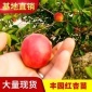基地 丰园红杏果树苗 果树苗木嫁接苗 **从优规格齐全