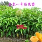 果树苗 台农一号芒果苗 芒果树苗 果树树苗成 活率高