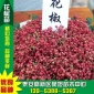 厂家批发供应优质荒山绿化苗木花椒苗苗木基地一年苗出售品种齐全