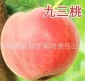 供应纯正美国九三桃   优质桃苗  桃树  早熟硬肉桃