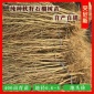 基地突尼斯软籽石榴树苗1-10年苗地径0.8厘米-12厘米