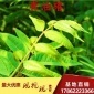 基地 青油椿 盆栽地栽 南北方种植 纯种嫁接苗食用香椿苗包邮