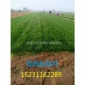 供应丰台草坪-北京早熟禾草籽-海淀草坪